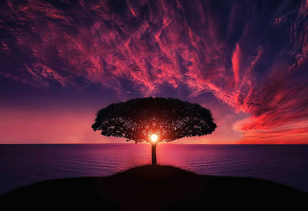 photo of tree at sunset near ocean